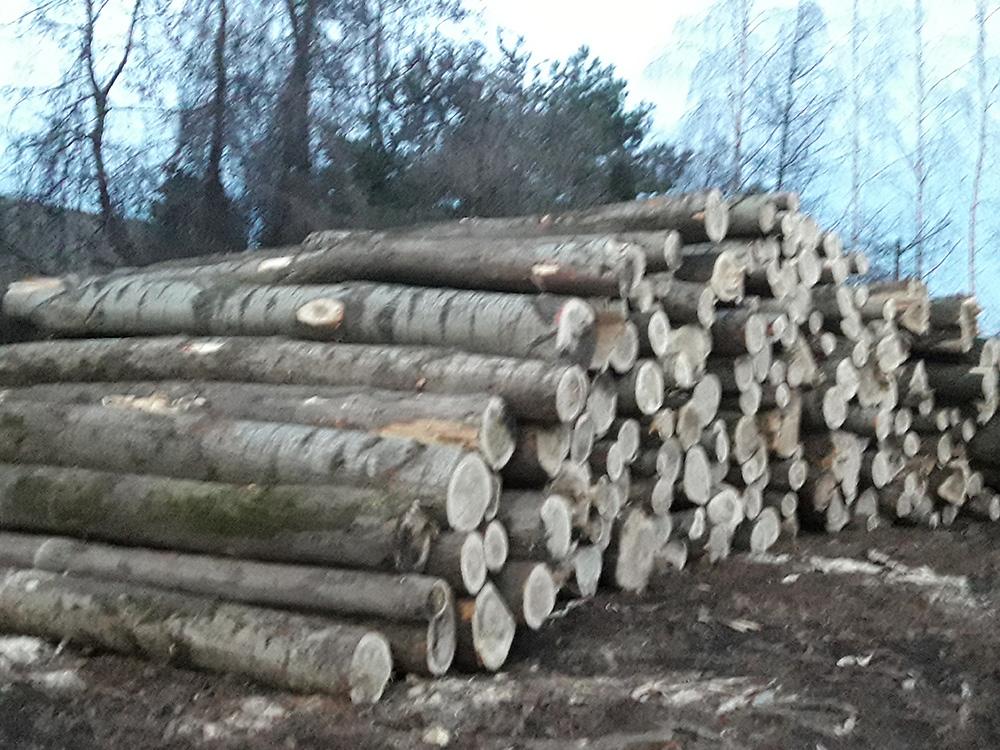 skup drewna topolowego